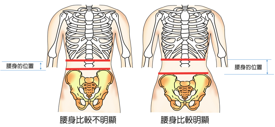 腰臀比例