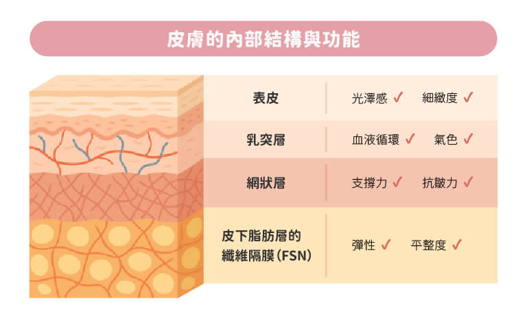 皮膚的結構_表皮、真皮層、皮下脂肪層會影響皮膚的質感呈現