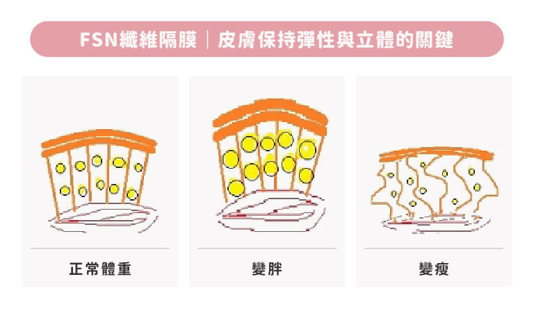 皮下的纖維支撐網是讓維持彈性與立體的關鍵